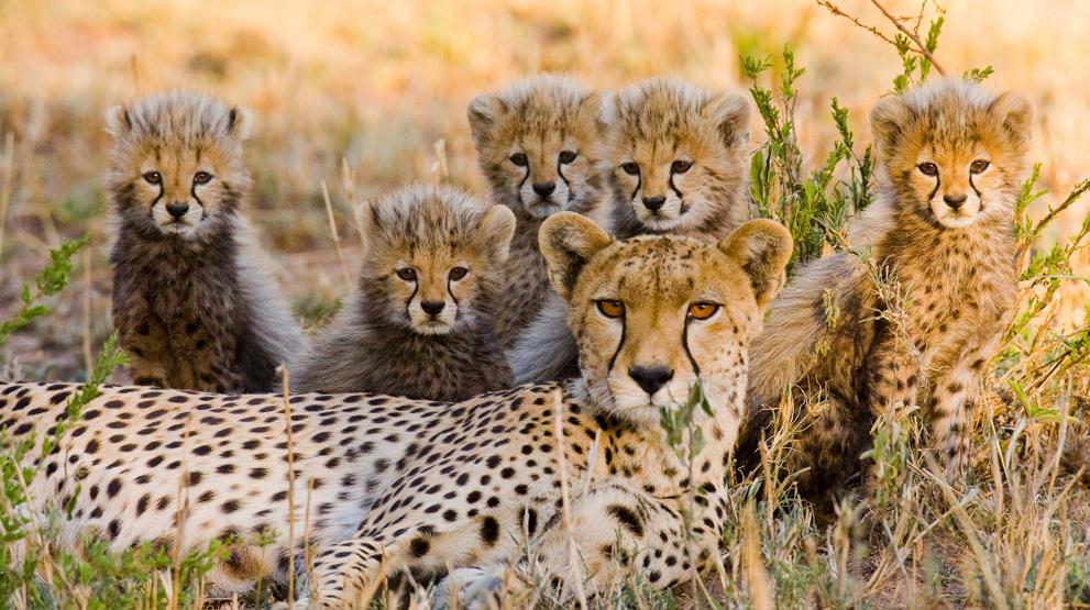Opplev geparder i Masai Mara, på safari i Kenya
