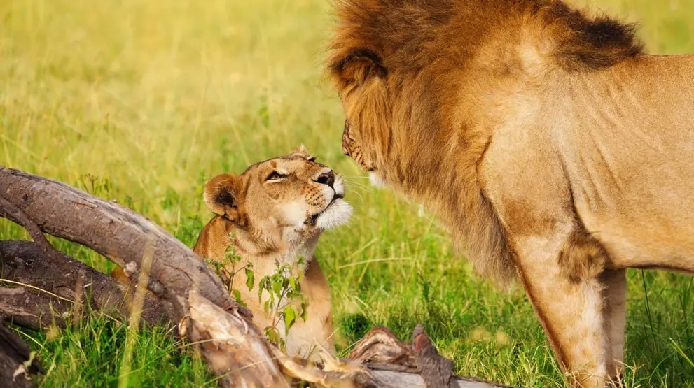 Se savannens konge og dronning i Masai Mara på safari i Kenya
