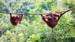 Orangutanger på Borneo