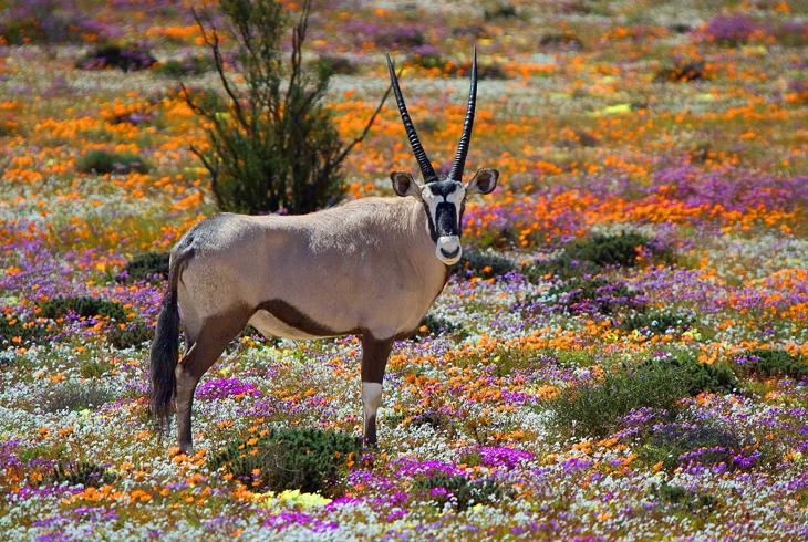 Oryx i Namaqualand, Sør-Afrika - Safari i Namibia