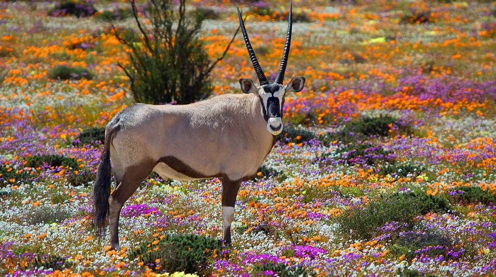 En oryxantilope i Namaqualand 