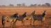 Gled dere til å oppleve den afrikanske savannen med de fascinerende sebraene Gled dere til å oppleve den afrikanske savannen med de fascinerende sebraene