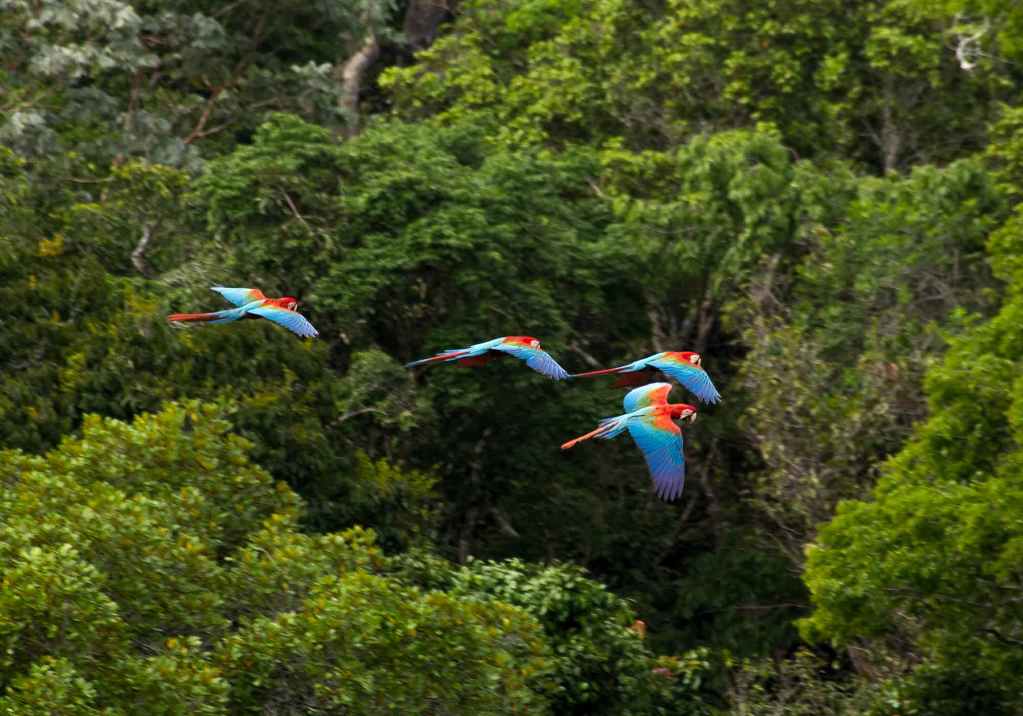 Opplev et vell av fantastisk dyreliv i Amazonas regnskog