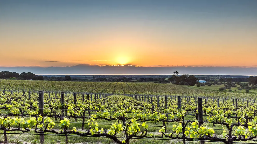 Besøk utsøkte vingårder i McLaren Vale på turen til Australia