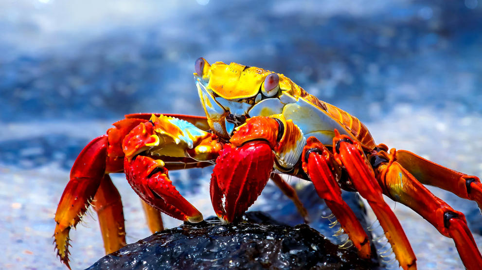 Floraen og faunaen er unik på Galapagos | Her en Sally Lightfoot krabbe