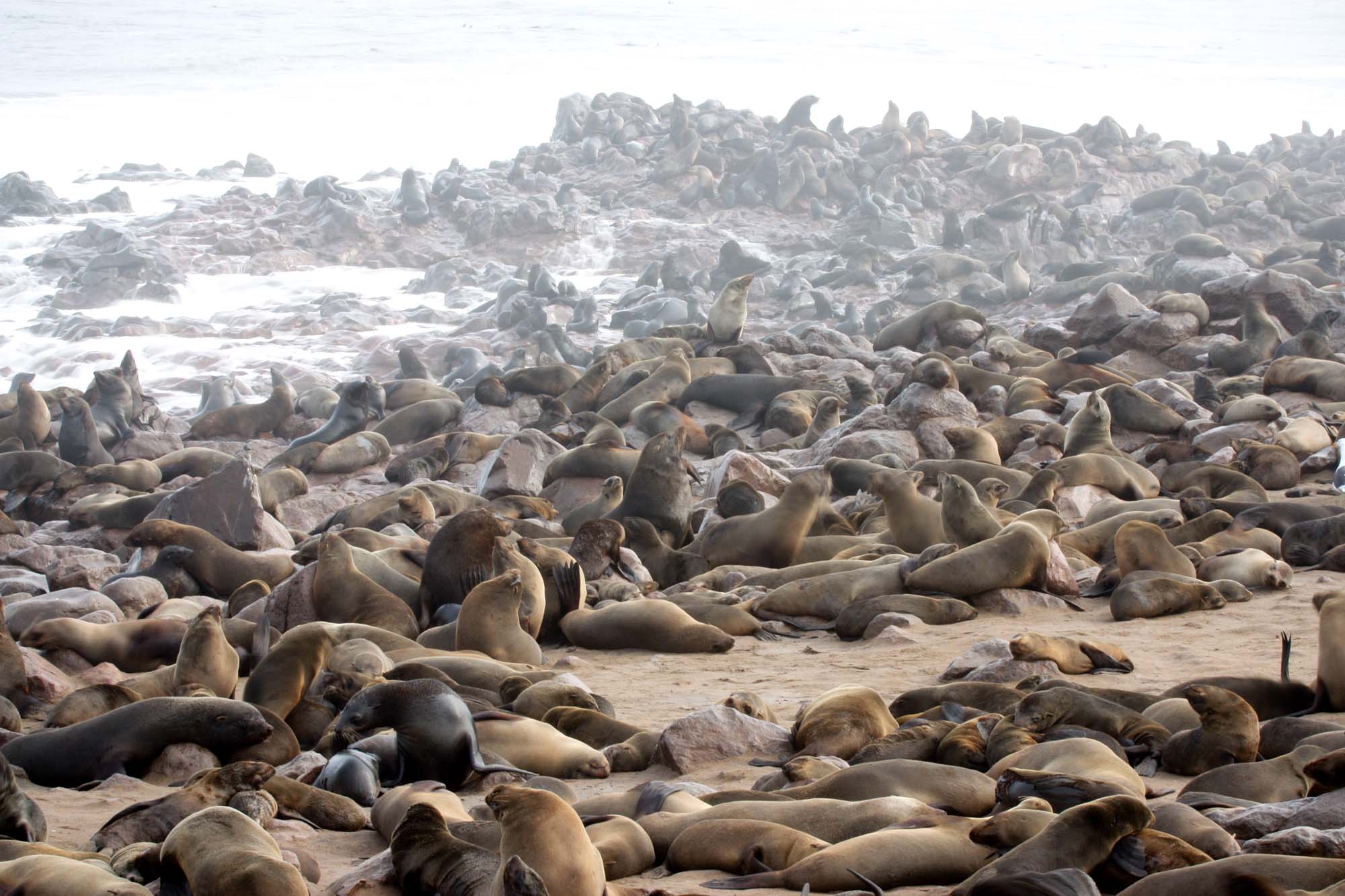 Enorme selkolonier i tåken fra Skeleton Coast National Park