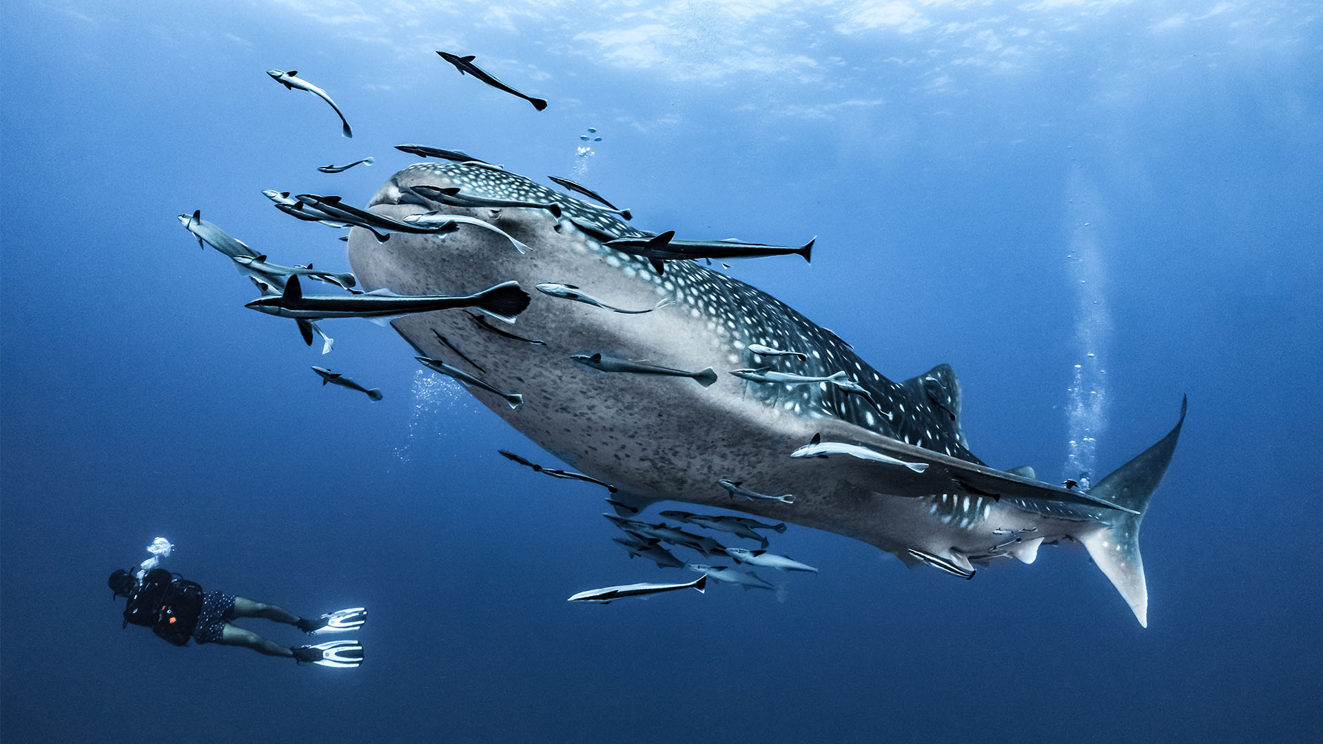 Kom tett på hvalhaiene på denne rundreise i Filippinene