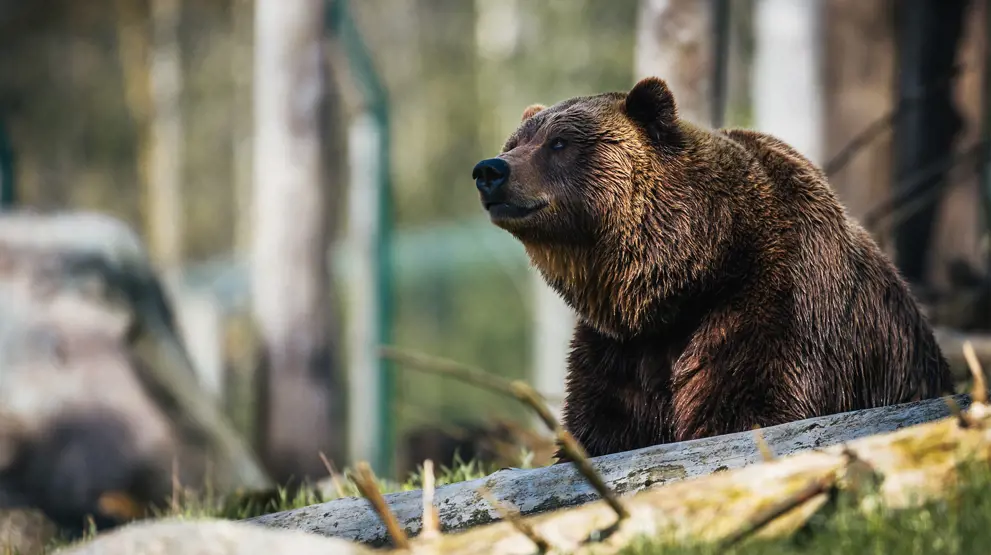 Grizzlybjørnen er en av mange dyr man kan møte på en reise til Canada