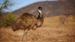 Kanskje får du øye på en emu eller to ute i landskapet - Reiser til Flinders Ranges