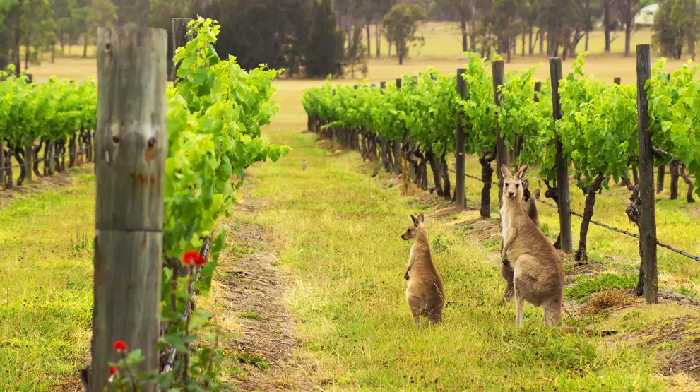 Vingårdene i Hunter Valley - Cruise i Australia