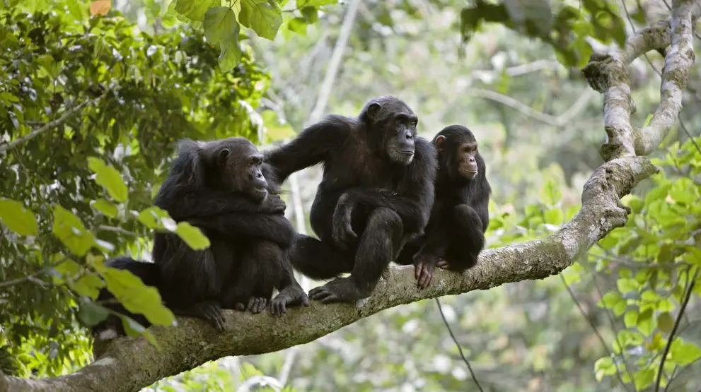 På din reise til Uganda kan du se sjimpanser i Kibali National Park