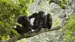 Sjimpanser i Uganda