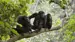 Uganda-Chimpanzee-iStock-000003060917XLarge