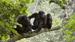 Sjimpanser i Uganda