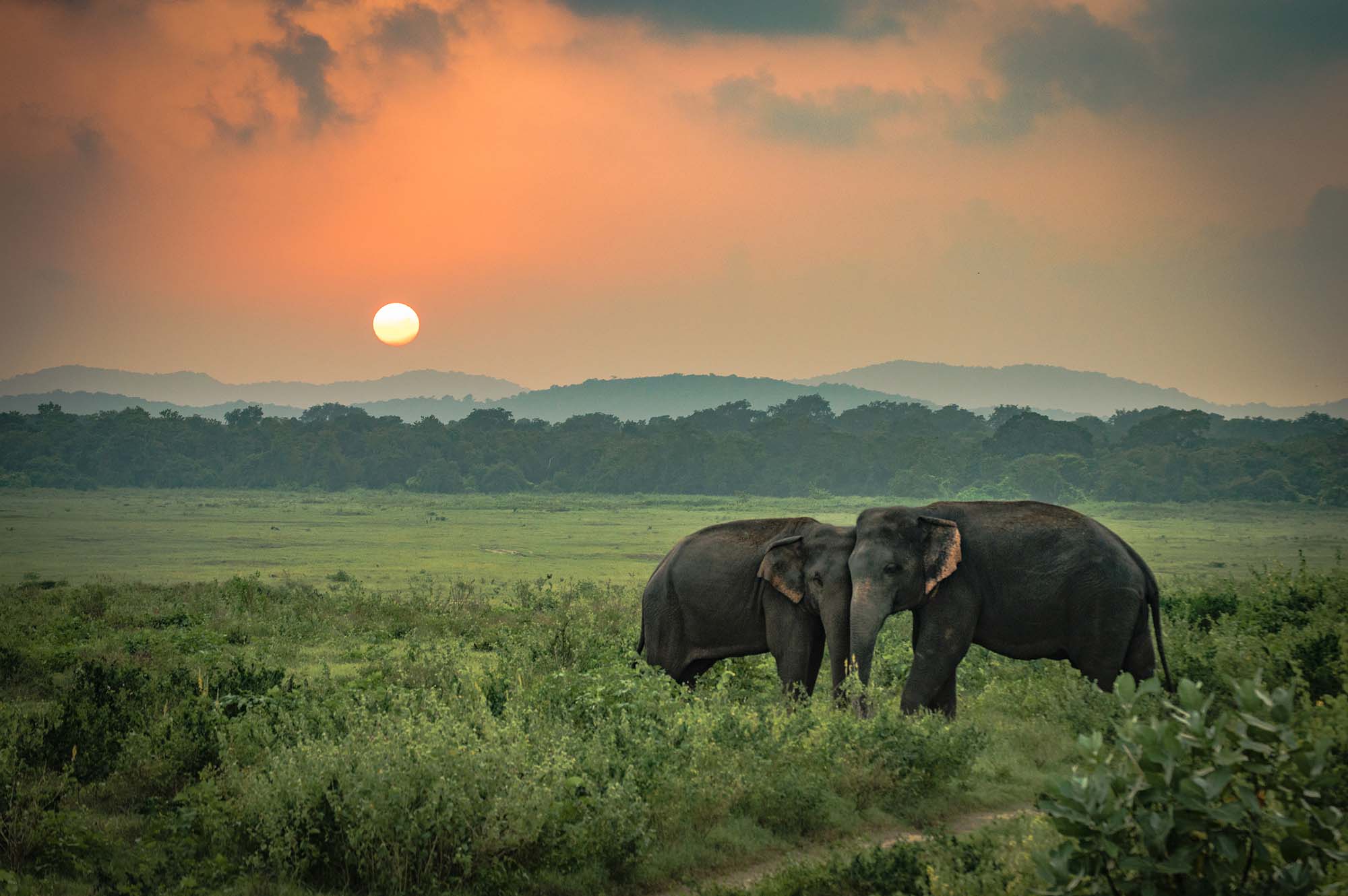 Elephants Shutterstock 790049065 Cut