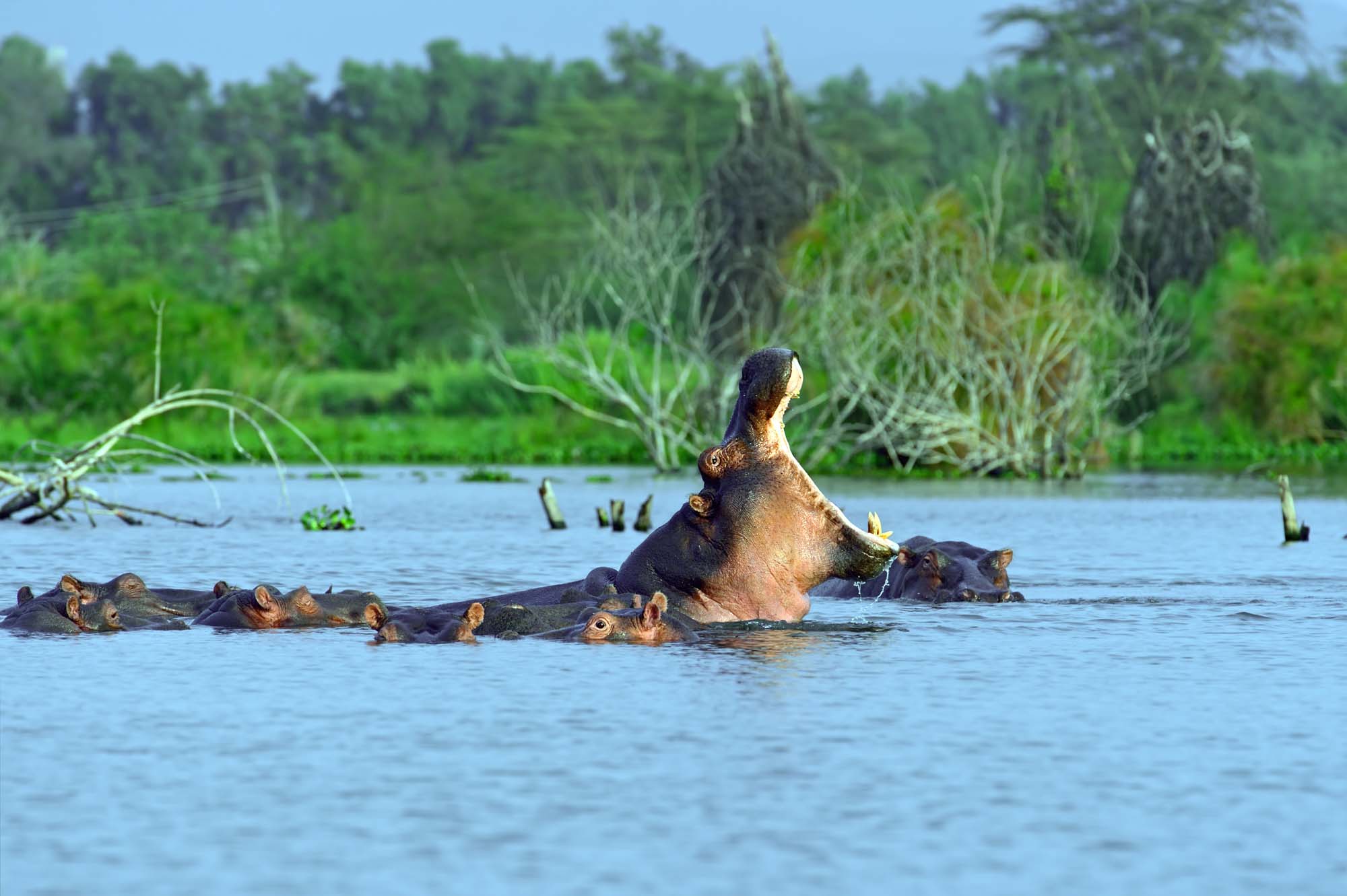 africa-kenya-lake-naivasha-hippo-shutterstock_313724306