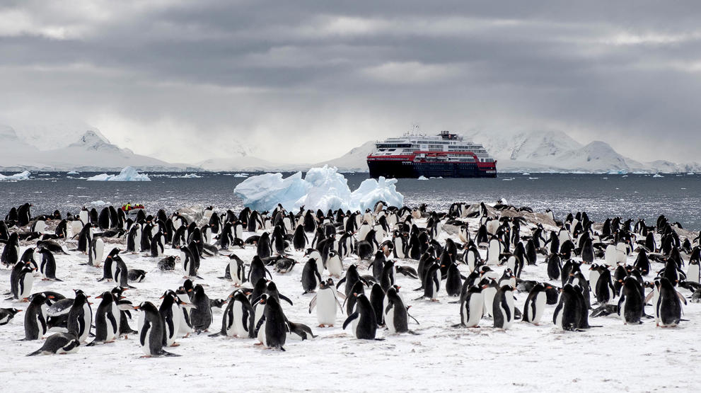 Opplev pingviner på nært hold på Antarktis | Photocredit: Hurtigruten - Andrea Klaussner