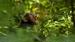 Opplev sjimpanser i regnskogen ved Rabango - Safari i Murchison Falls nasjonalpark
