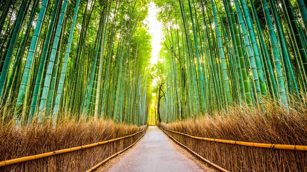Gå gjennom enorme bambusskoger