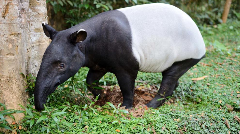 Opplev Malaysias unike dyreliv som denne Tapiren 