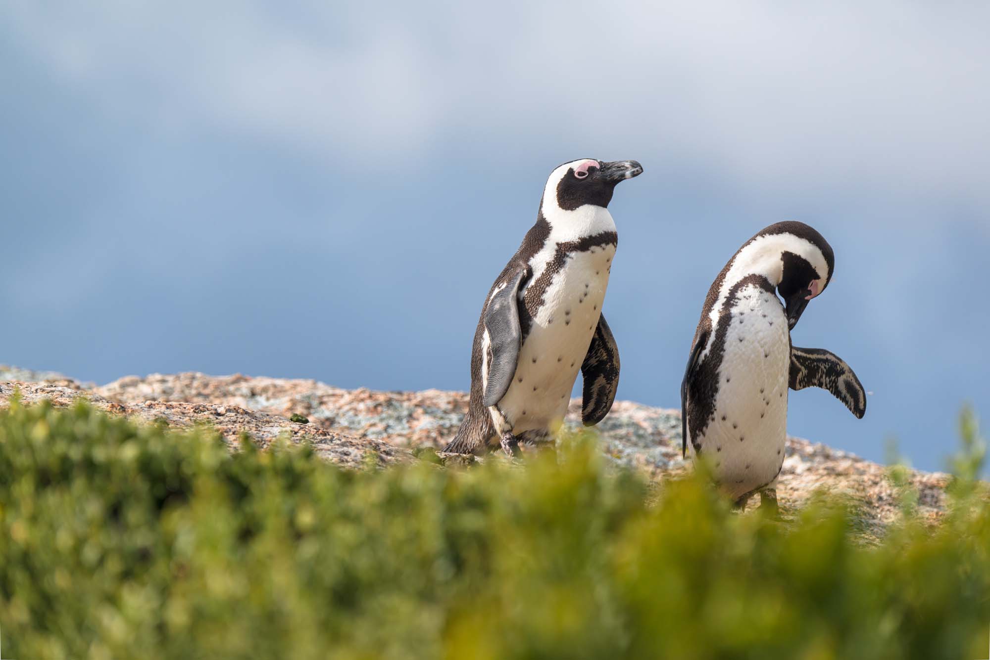 Opplev de afrikanske pingvinene i Boulders Bay på din reise til Sør-Afrika