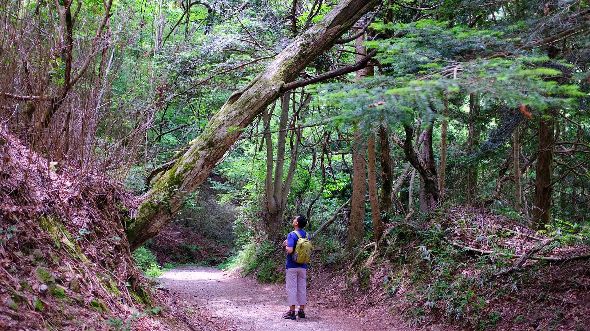 Gled dere til å gå i de idylliske landskapene langs den historiske Nakasendo-ruten