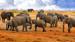 Elefantflokk i Hwange - Safari i Zimbabwe