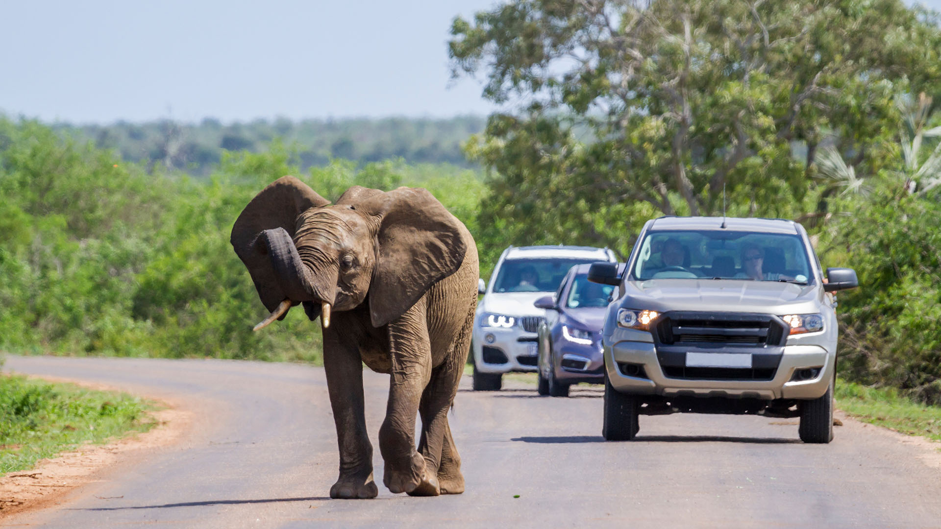 Se opp for elefantene langs veiene i Kruger
