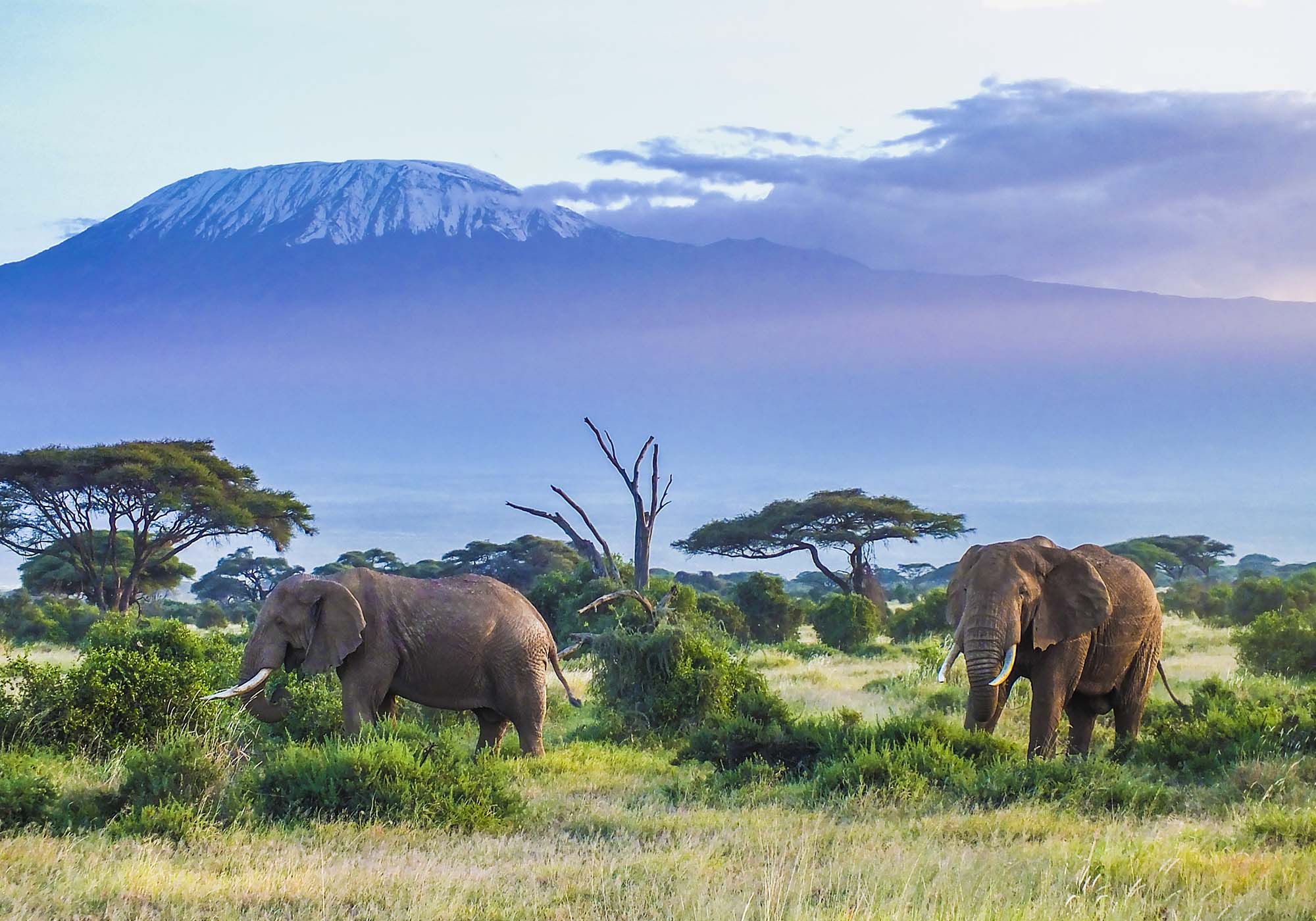 Opplev tre av Kenyas beste safariparker på én reise