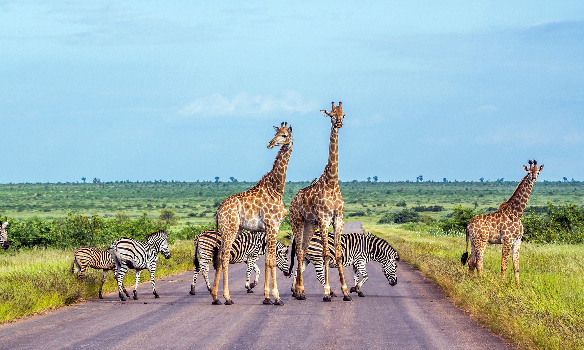 Safari i Sør-Afrika