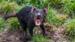 Den utrydningstruede tasmanske djevelen finnes bare på Tasmania - Reiser til Tasmania