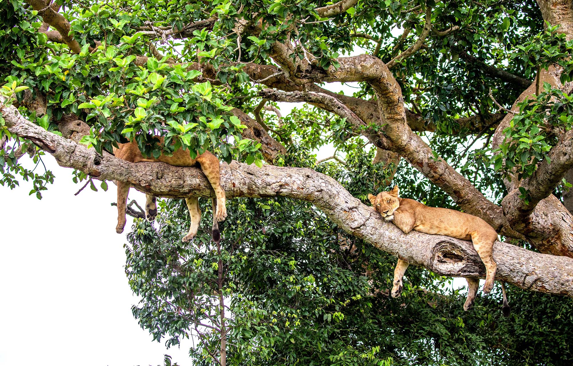 Se de treklatrende løvene i Queen Elizabeth National Park