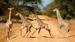 Sjiraffer i Tsavo National Park | Safari i Kenya | Safari i Afrika