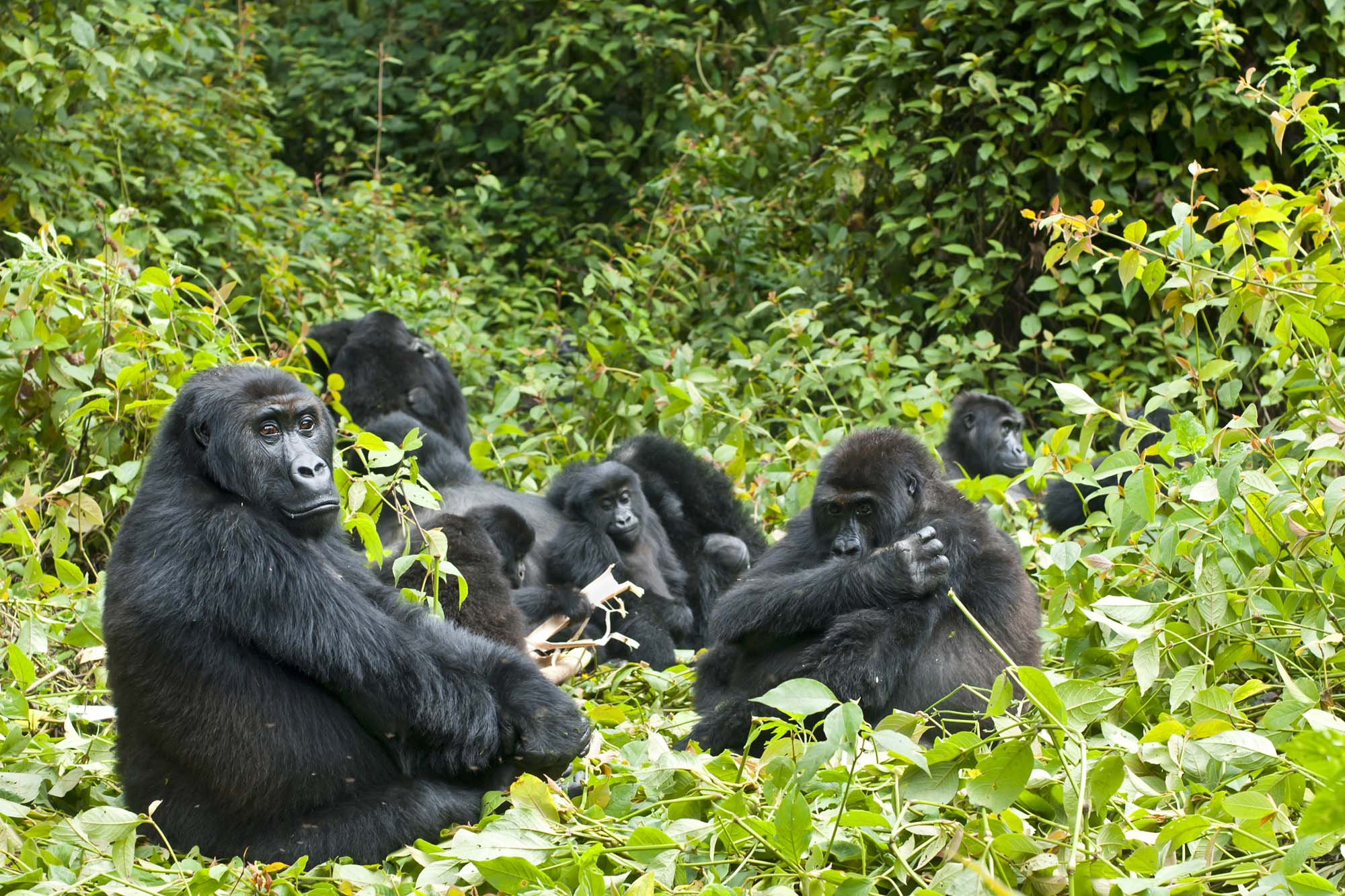 Gorillafamilie i jungelen