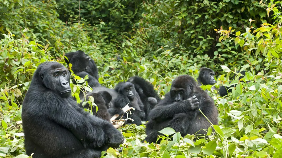 Gorilla-trekking er høydepunktet for safari i Uganda