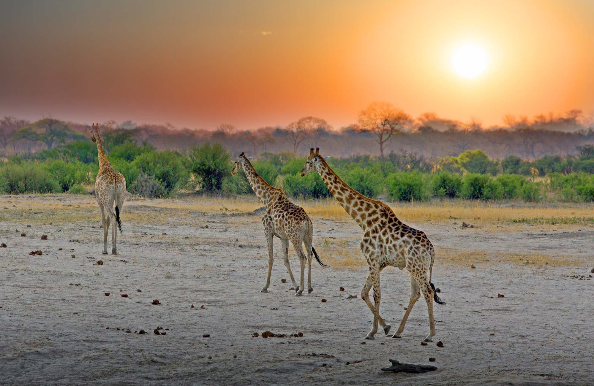 Sjiraffer i Hwange National Park - Safari i Zimbabwe