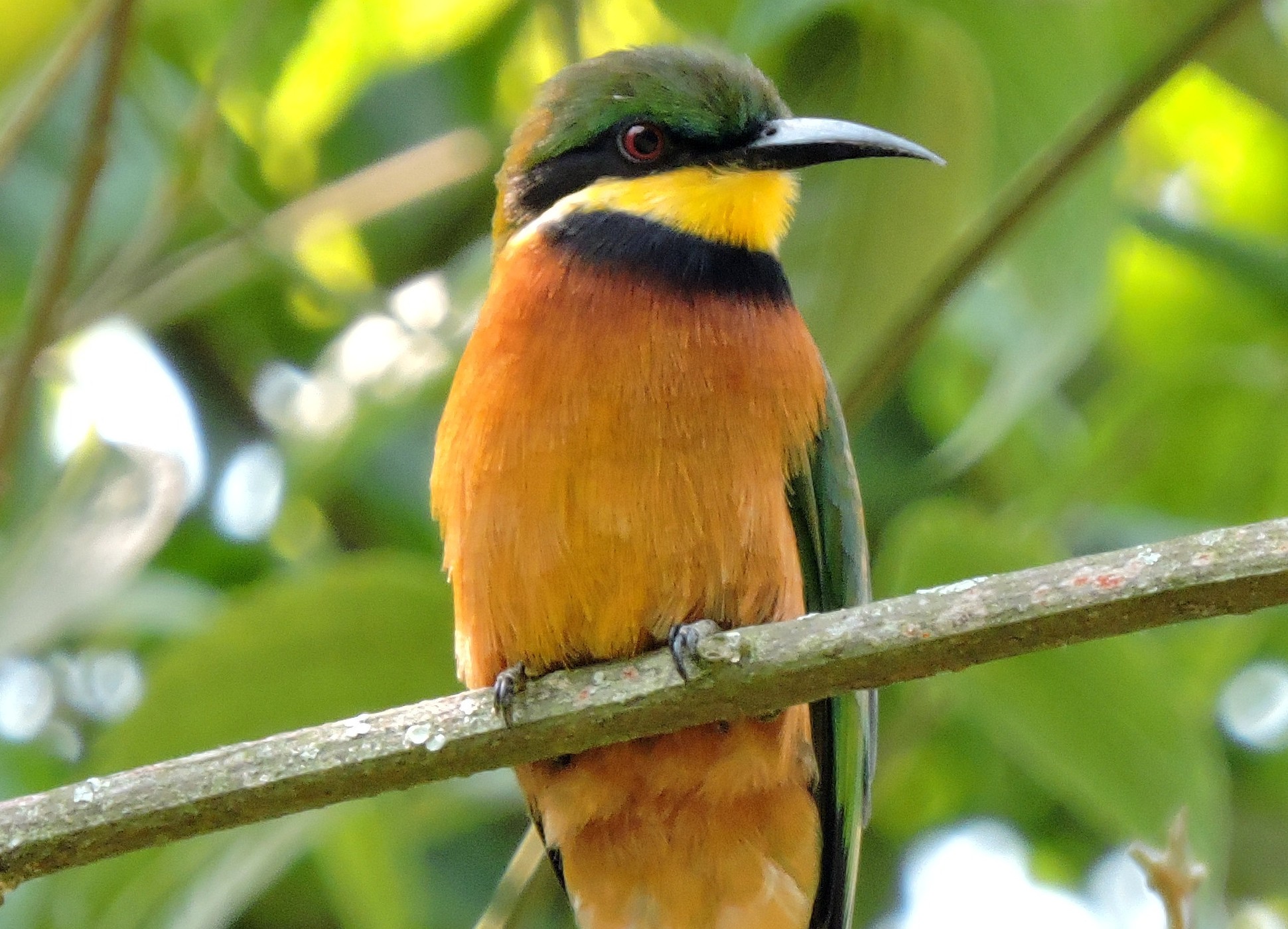 Se det utrolige fuglelivet på safari i Uganda