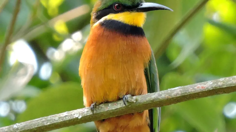 Se det utrolige fuglelivet på safari i Uganda