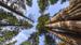 De imponerende mammuttrærne  - Reiser til Sequoia og Kings Canyon nasjonalpark