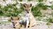 Zimbabwe-Hwange-NP-Jackal-puppies