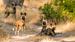 africa-botswana-moremi-game-reserve-pack-of-african-wild-dogs-shutterstock-358892540