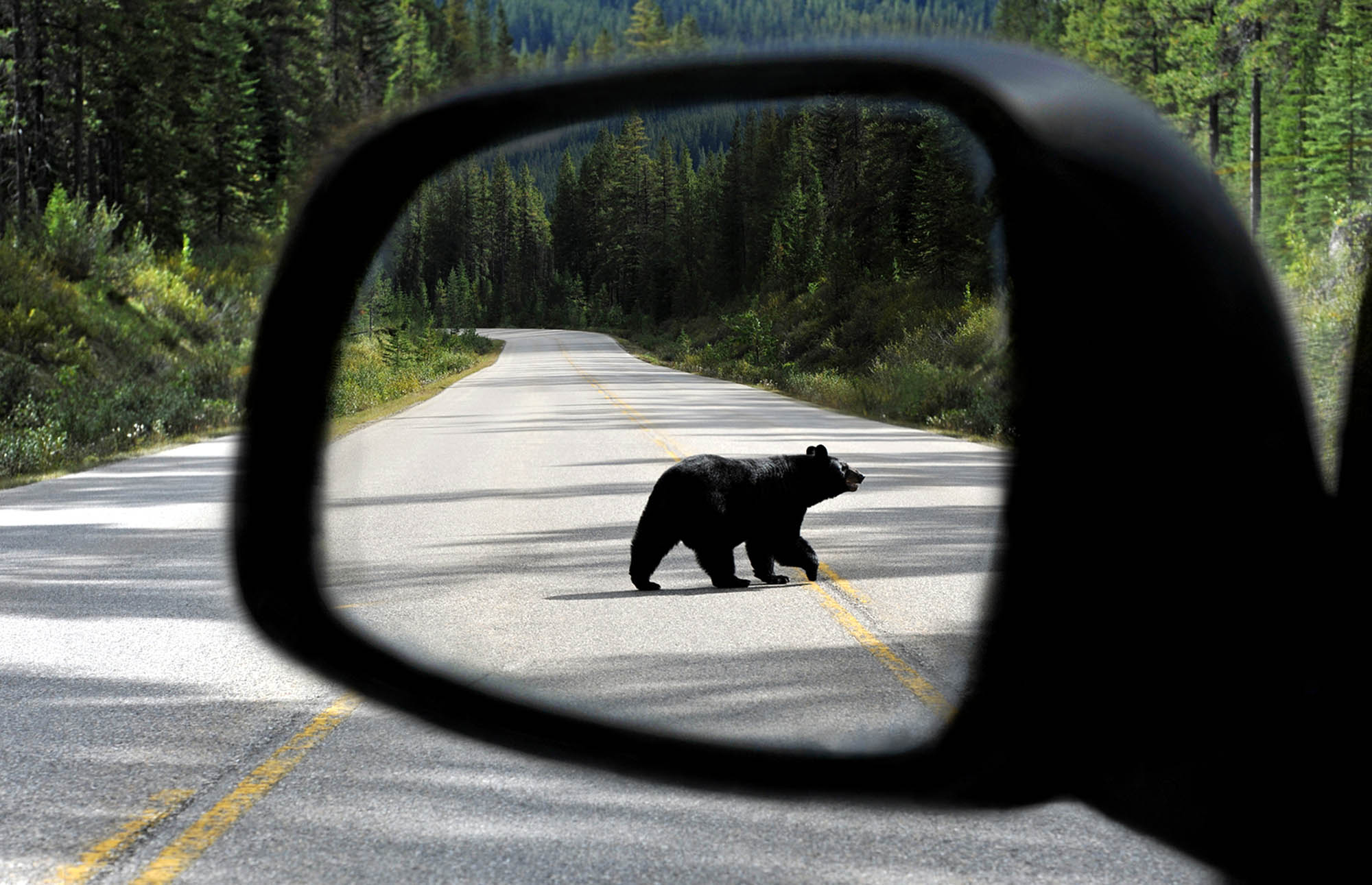 Se frem til uventede naturopplevelser-Bilferie i Canada