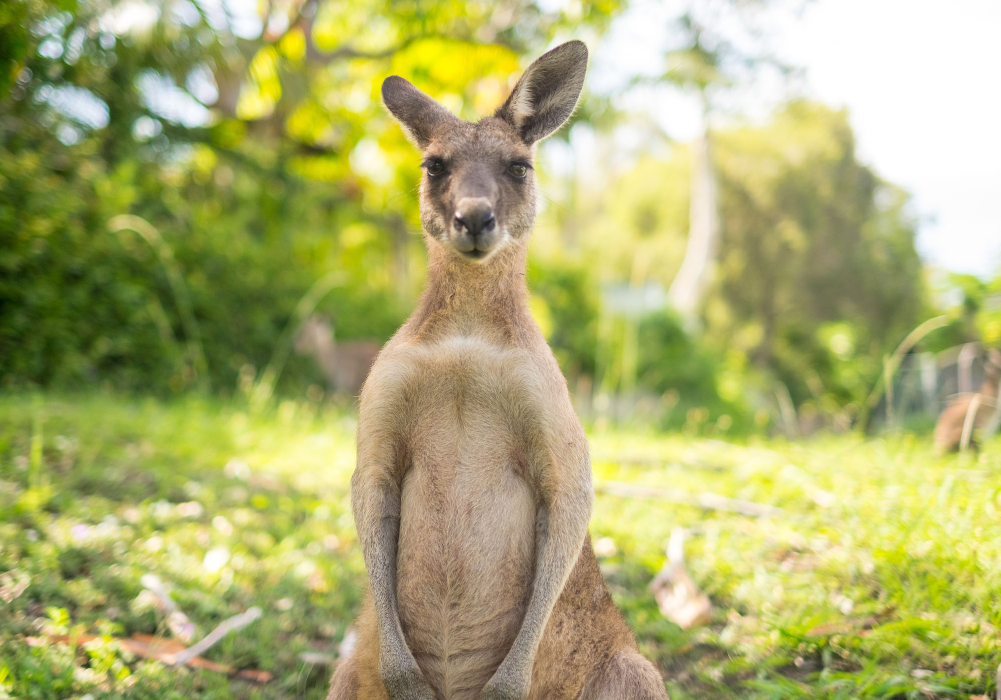 Den berømte kenguruen i Australia
