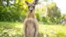 Bli med på en utrolig reise til kenguruens hjemland
