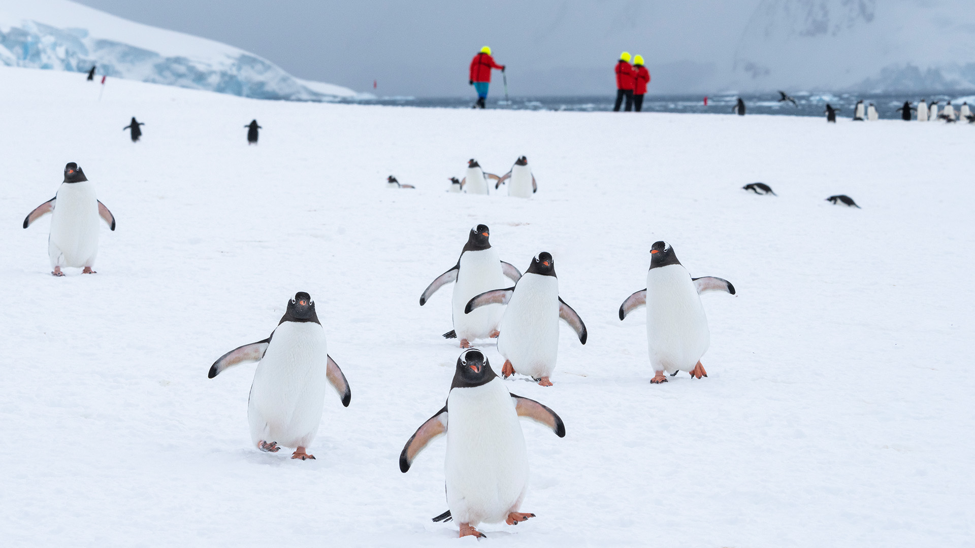 Dere får mulighet til å komme tett på pingvinene i Antarktis
