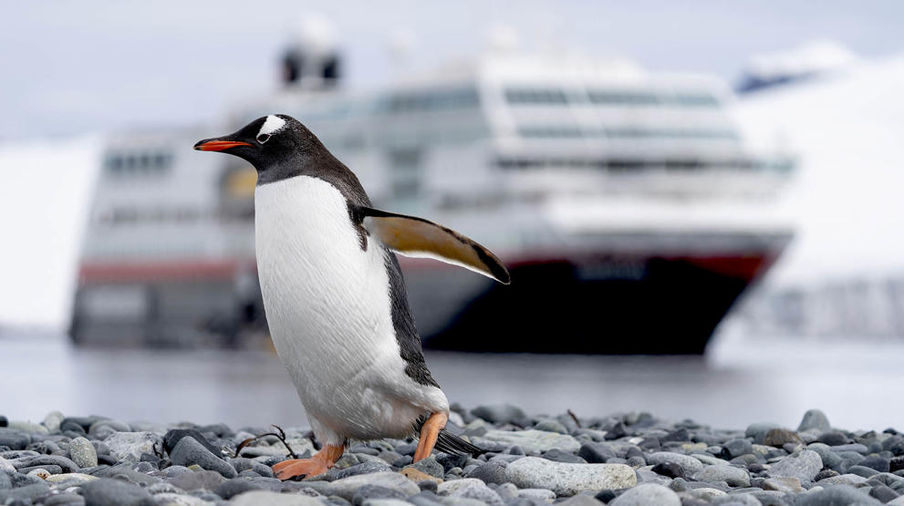 Kom tett på pingvinene med Hurtigruten
