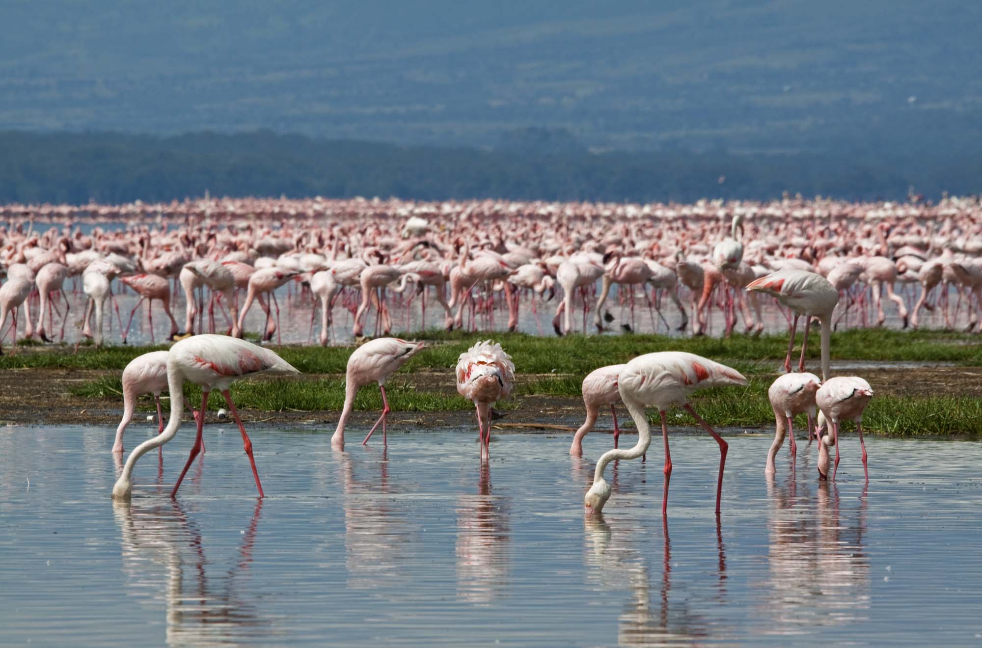 Rosa flamingoer samles i tusentall i Lake Nakuru og Lake Naivasha