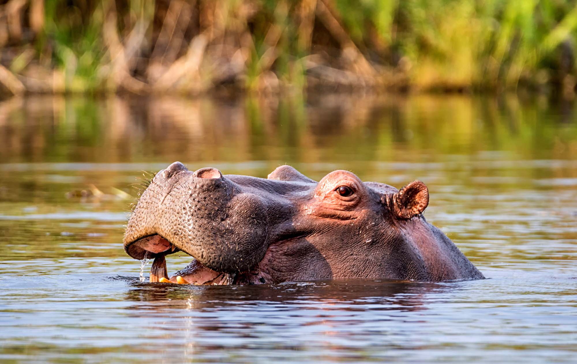 Flodhest i Zambezi-regionen i Namibia