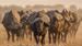 En flokk med bøfler - Safari i Amboseli nasjonalpark