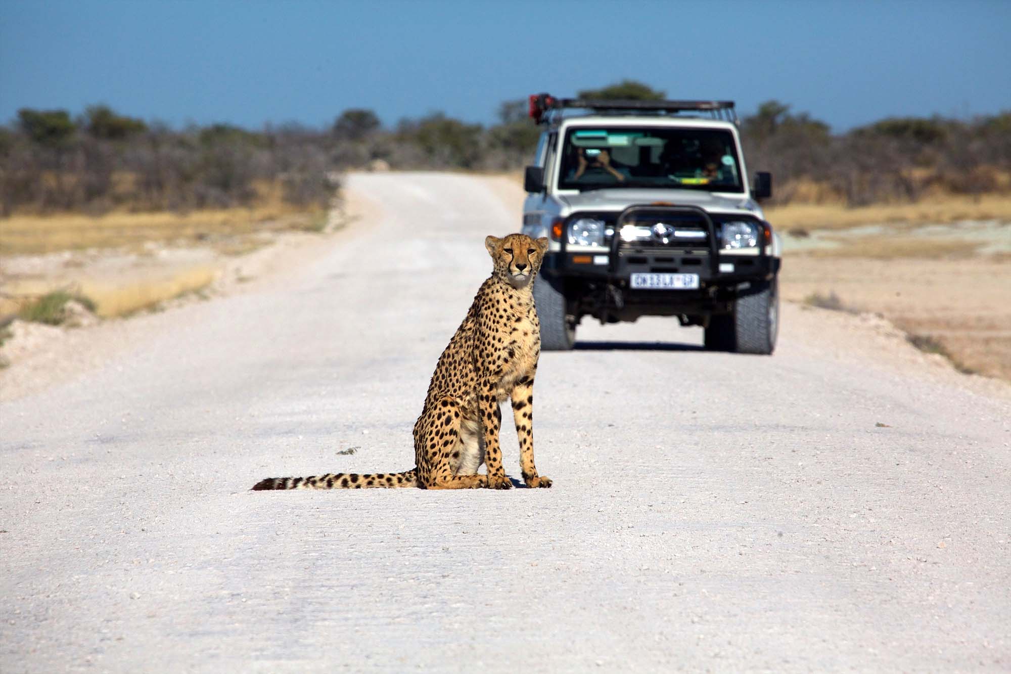 Den afrikanske geparden i Etosha National Park